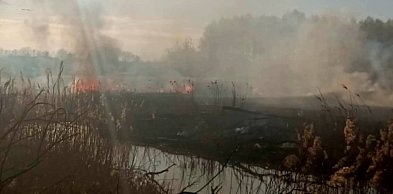 Znowu pożar sitowia w okolicy Pniowca i Strzybnicy