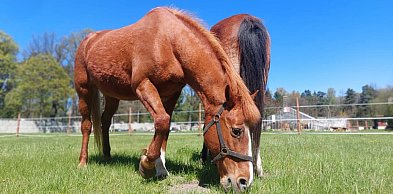 Konie są już w parku w Świerklańcu. Majówka w siodle