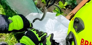 Powiat tarnogórski. Strażacy z OSP Tworóg usuwali węża z prywatnej posesji