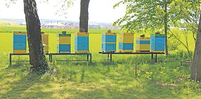 Stawy i miód. Będą warsztaty i degustacja