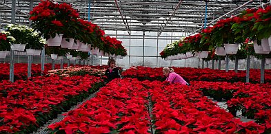 Tarnowskie Góry. U Wojewodzica na święta przygotowali tysiące gwiazd betlejemskich-66558