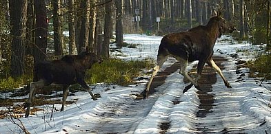 Coraz więcej łosi w lasach Nadleśnictwa Świerklaniec