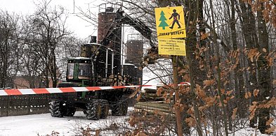 Tarnowskie Góry. Wycinka na Sielance. Ile drzew pójdzie pod topór?