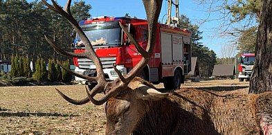 Powiat tarnogórski. Lód załamał się pod jeleniem. Uratowali go strażacy