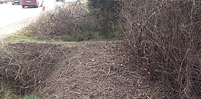 Alert 24.Po co była wycinka pięknego bzu?