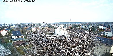 Świerklaniec. Bocian jest już w gnieździe!