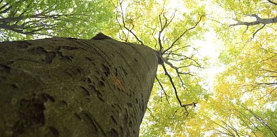 Tarnowskie Góry. Remondis z najtańszą ofertą. Ile może zarobić?