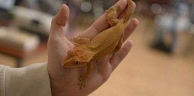 Drapieżniki opanowały Radzionków. Edukacja, emocje i żywa przyroda w ŚOB