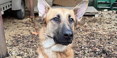 Porzucony pies w parku w Świerklańcu. Trwa procedura...-67038