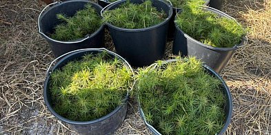 Powiat tarnogórski. Drzewko za makulaturę