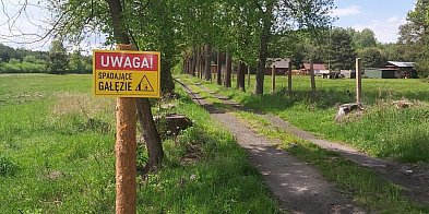 Do zameczku. Spadające gałęzie, ptaki i nietoperze