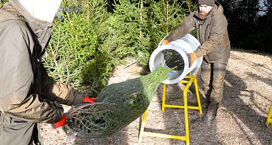 Nadleśnictwa Świerklaniec i Brynek oferują choinki-66783