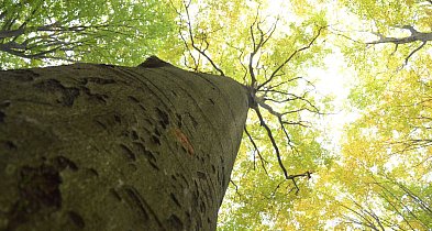 Tarnowskie Góry. Remondis z najtańszą ofertą. Ile może zarobić?