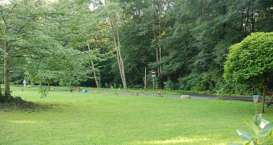 Wycinka drzew w Parku Repeckim. Tarnowskie Góry szukają wykonawcy prac