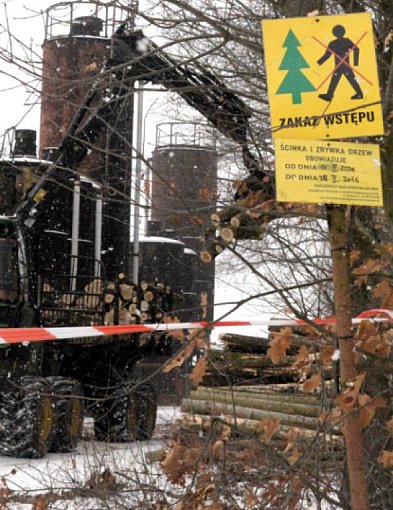 Tarnowskie Góry. Wycinka na Sielance. Ile drzew pójdzie pod topór?