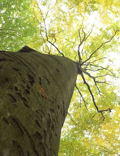 Tarnowskie Góry. Remondis z najtańszą ofertą. Ile może zarobić?