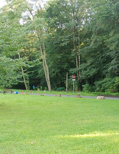 Wycinka drzew w Parku Repeckim. Tarnowskie Góry szukają wykonawcy prac