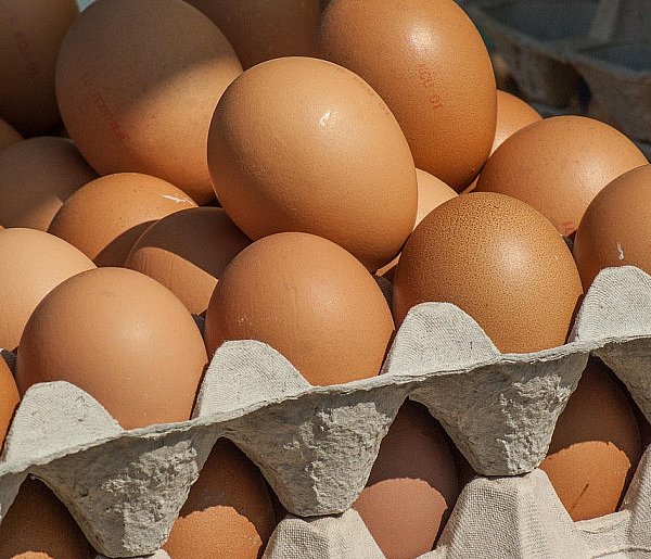 Salmonella wykryta w jajach! GIS wydał pilne ostrzeżenie-67019