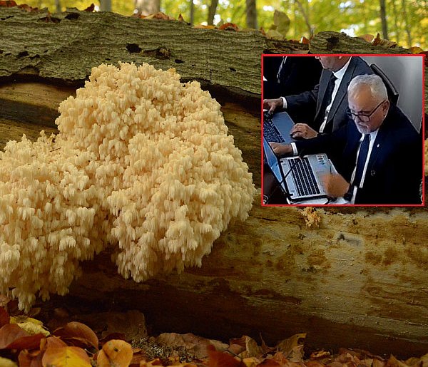 Poparcie dla rezerwatu Park Repecki. Burmistrz zapowiedział miejskie...