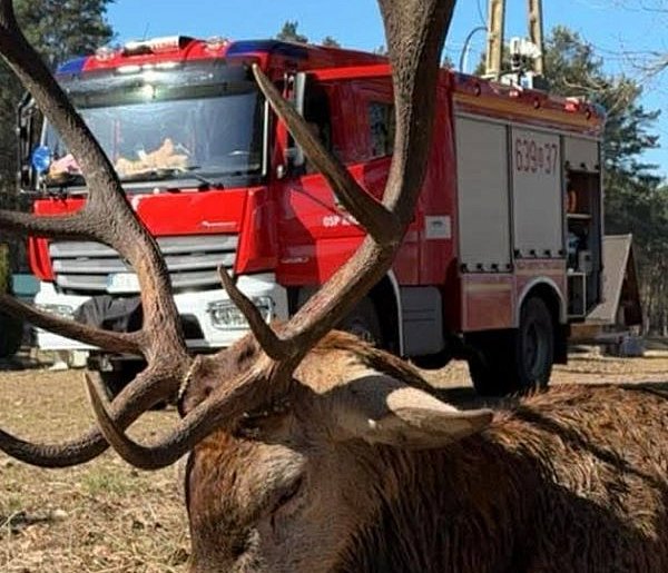 Powiat tarnogórski. Lód załamał się pod jeleniem. Uratowali go strażacy