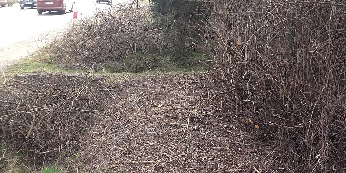 Po co była wycinka pięknego bzu?