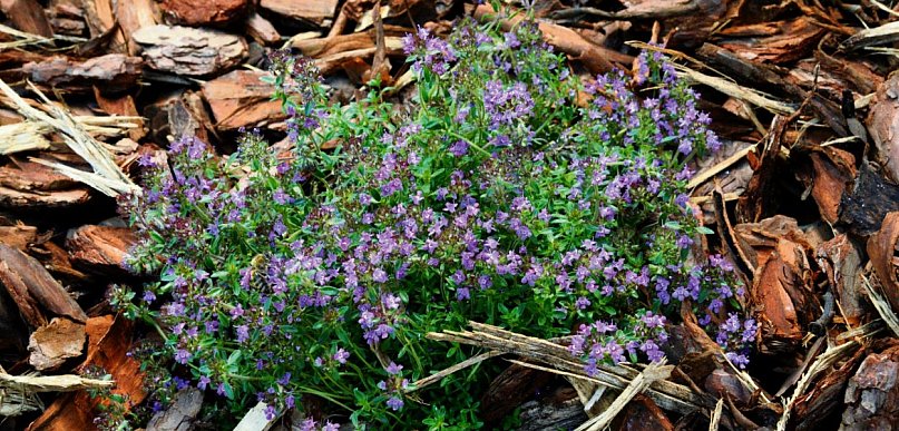 Zielone przestrzenie edukacyjne dla przedszkoli. Trwa nabór
