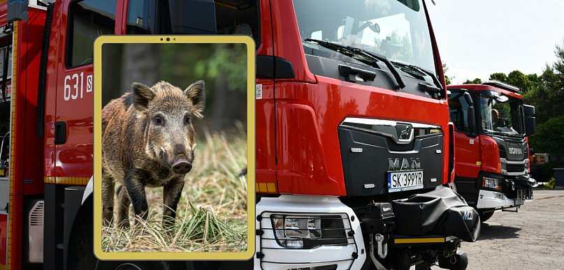 Tarnowskie Góry. Dzik wtargnął na posesję