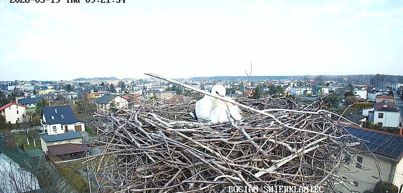 Świerklaniec. Bocian jest już w gnieździe!