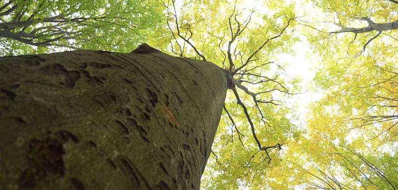 Tarnowskie Góry. Remondis z najtańszą ofertą. Ile może zarobić?