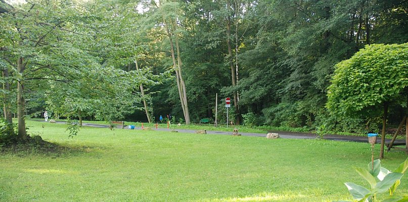 Wycinka drzew w Parku Repeckim. Tarnowskie Góry szukają wykonawcy prac