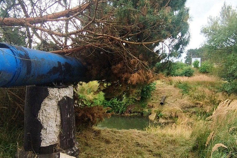 Powiat tarnogórski. Silny wiatr i konar na trzech autach