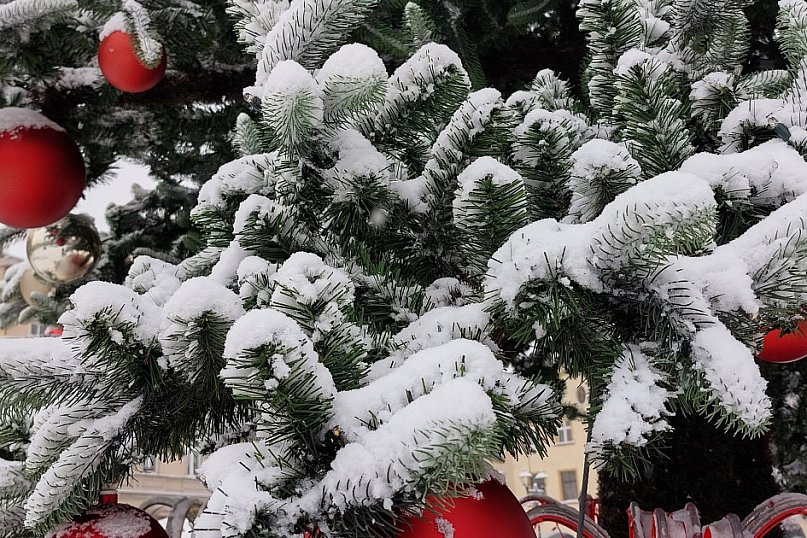 Tarnowskie Góry. Choinka już na rynku!