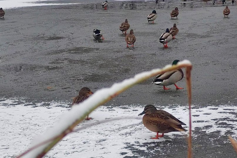 Świerklaniec. Kaczkomat przy stawie w parku
