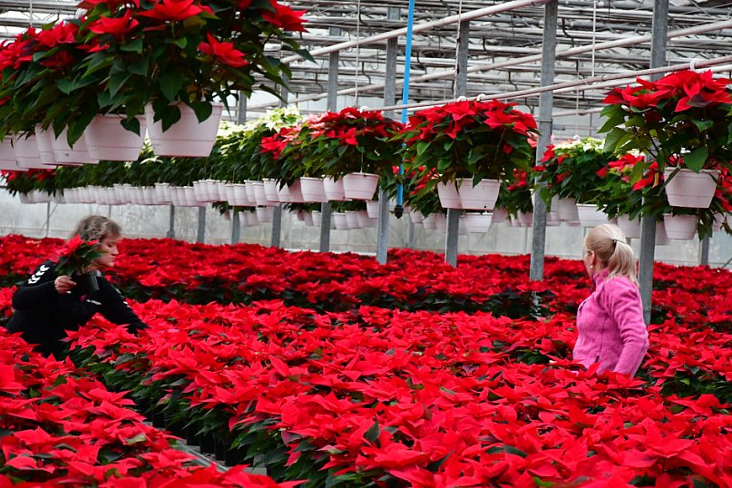 U Wojewodzica przygotowali tysiące gwiazd betlejemskich