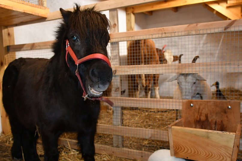 Żywa stajenka w Strzybnicy ponownie otwarta