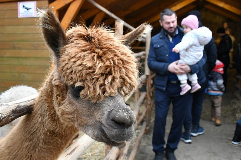 Świniowicka betlyjka i alpaki