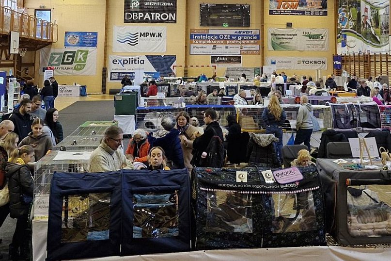 Wystawa kotów rasowych