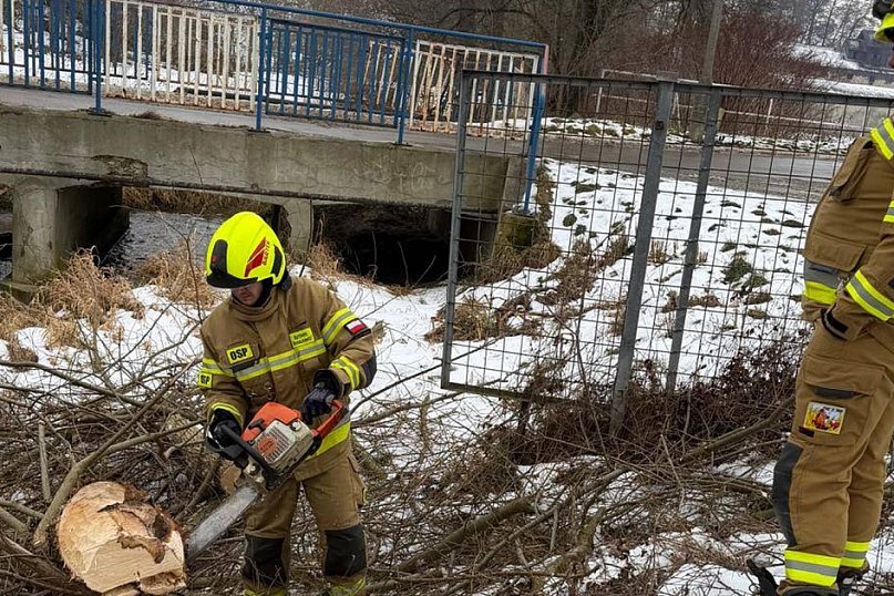Bobry w akcji. Drzewo mogło spaść na drogę i most