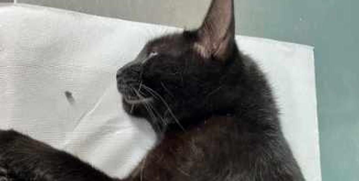 Kot jest już po operacji. Fot. Archiwum czytelnika