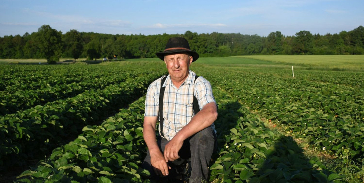 Ruszają zapisy na samozbiory truskawek u plantatora Manfreda Skrzypczyka z Księżego Lasu. Fot. Archiwum Gwarka