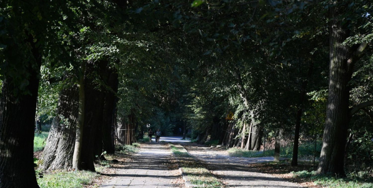 Chodzi o wycinkę niewielki części lip z zabytkowej alei w Nakle Śląskim. Fot. Elżbieta Kulińska