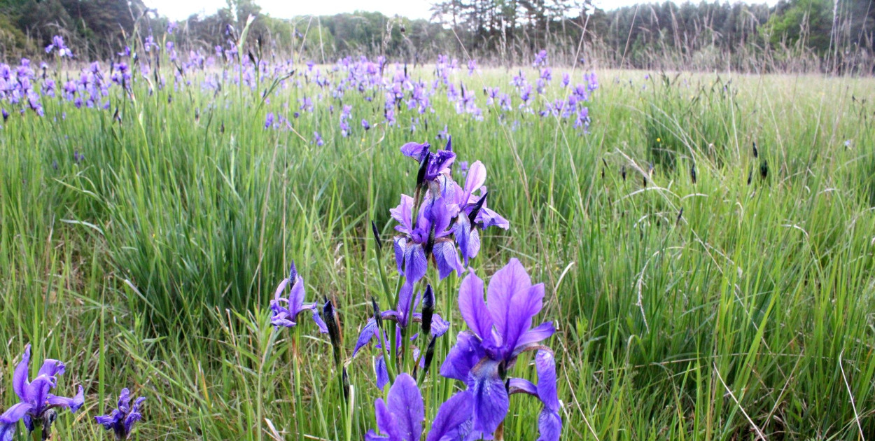 Zakwitła łąka trzęślicowa w Kaletach. Fot. Czesław Tyrol