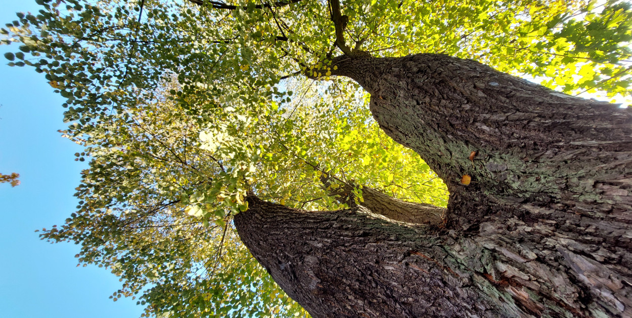 Przedmiotem zamówienia jest wykonanie zabiegów pielęgnacyjnych starodrzewu w konarach 136 drzew różnych gatunków (buki, kasztanowce, graby, klony, dęby, robinie, lipy, wiązy, olsze) na terenie  parku Repeckiego. Fot. Jarosław Myśliwski