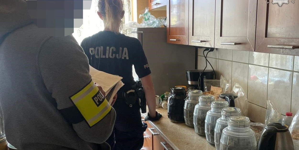 Kryminalni z Tarnowskich Gór wspólnie z policjantami z Kalet zlikwidowali w zeszłym tygodniu nielegalną uprawę konopi. Fot. Policja Tarnowskie Góry