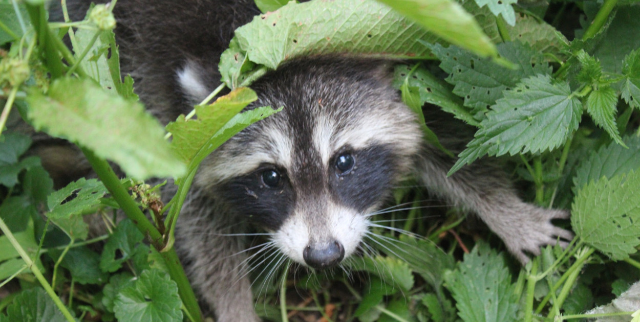 Na drodze Prądy-Koszęcin kierowca zauważył biegającego po ulicy szopa pracza. Fot. Czesław Tyrol