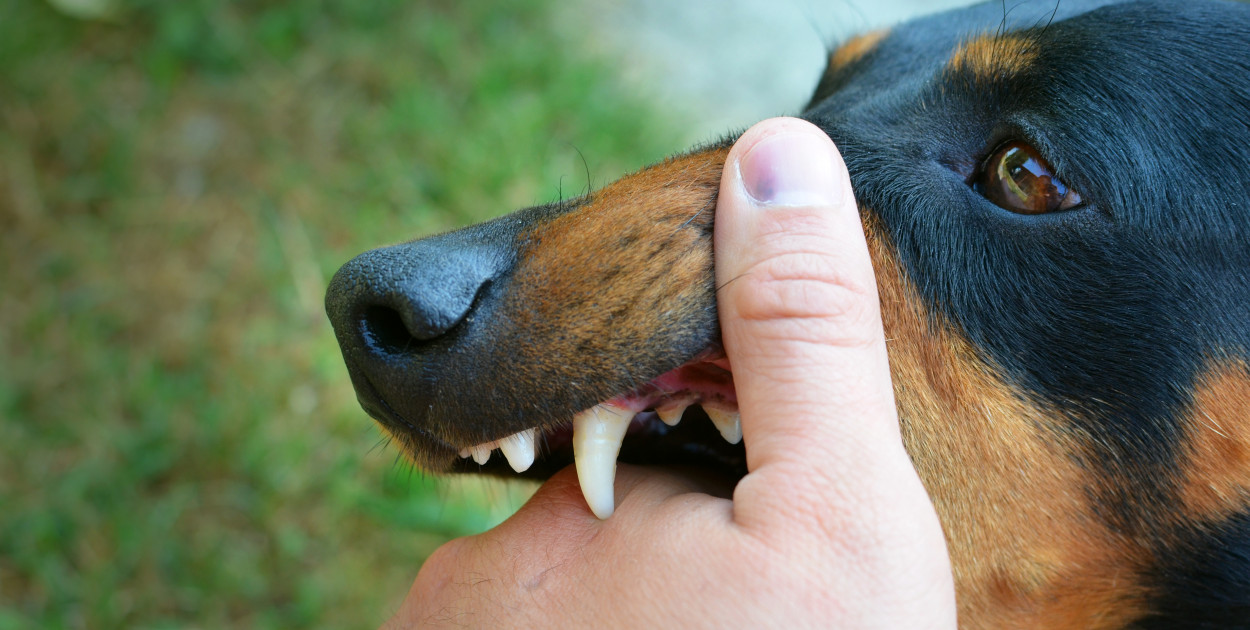 Obraz aleksandarlittlewolf na freepik