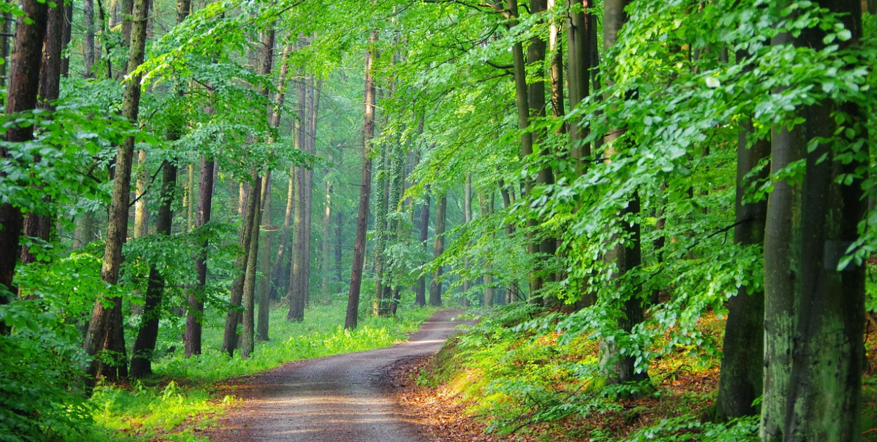 Obraz Kamil Szerlag z Pixabay