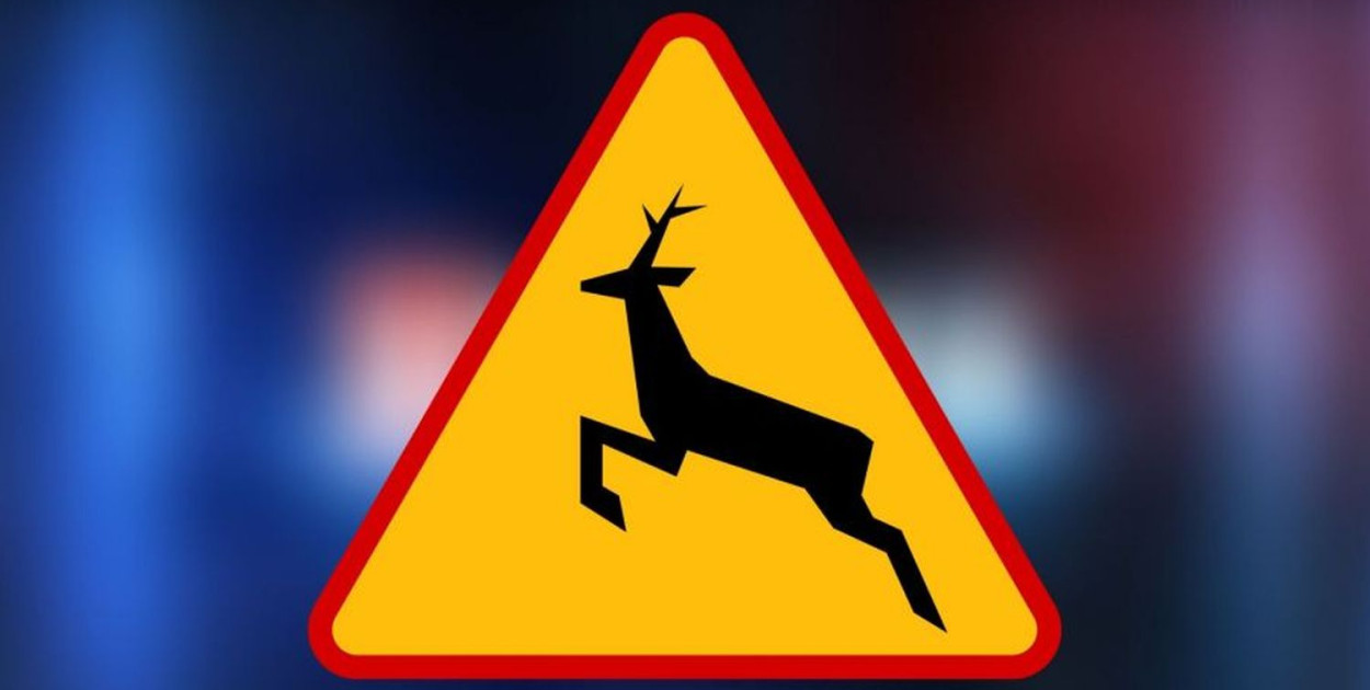 Zdjęcie ilustracyjne, archiwum policji