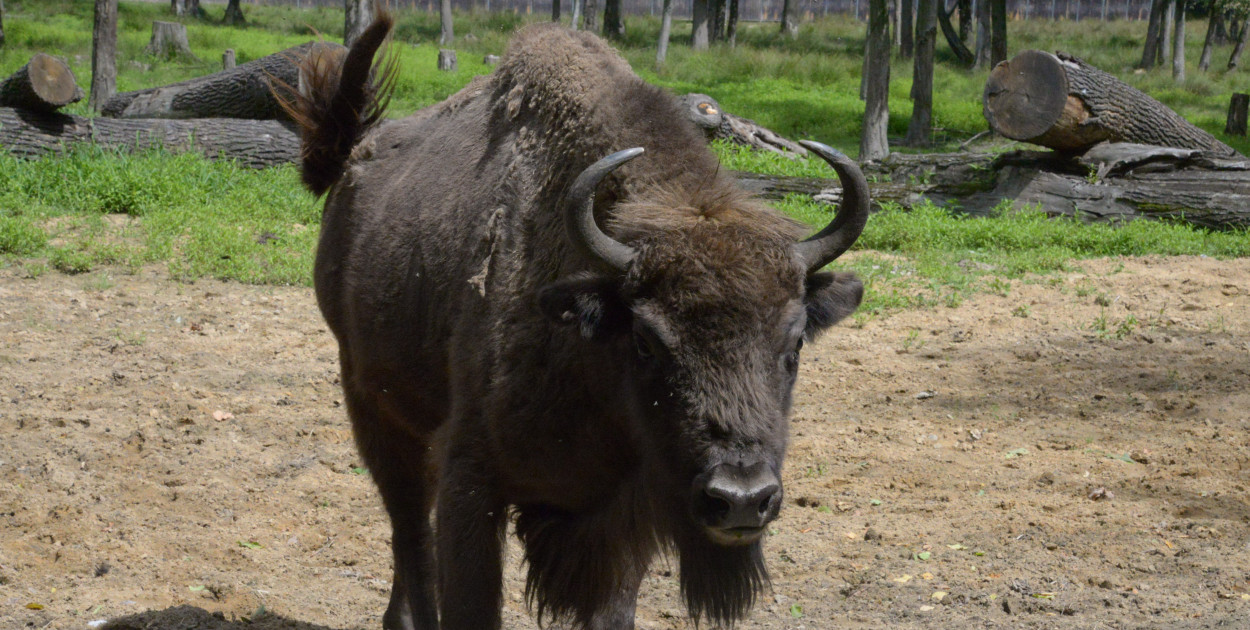 Pokazową Zagrodę Żubrów w Pszczynie wspiera finansowo od wielu lat WFOŚiGW w Katowicach. Fot. Jarosław Myśliwski