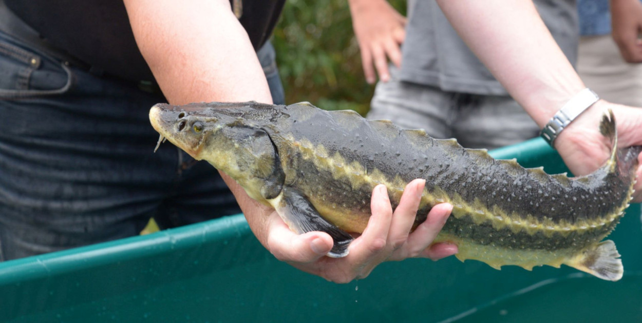 Burmistrz miasta Kalety Klaudiusz Kandzia, Miejski Dom Kultury w Kaletach oraz Polski Związek Wędkarski Koło w Kaletach zapraszają mieszkańców regionu na Święto Ryby w Ichtioparku. Fot. Jarosław Myśliwski